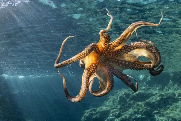 世界初のタコ養殖計画、氷漬け殺戮が非道すぎて白紙撤回