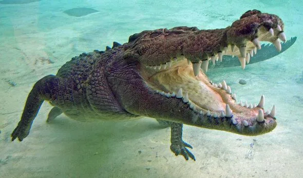 「泳いでも大丈夫？」直後にワニに襲われ23歳女性死亡、ガイドは有罪に