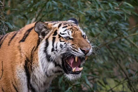「動物のほうが人間より信頼できる」と言っていた男、自分のペットのトラに殺される
