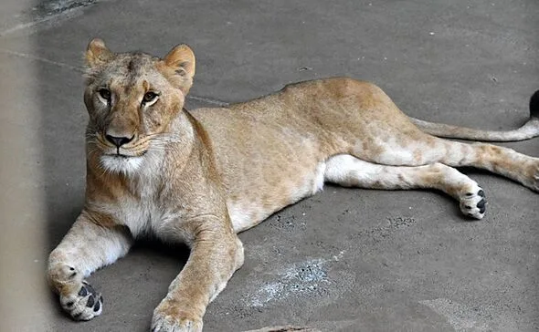 猛暑で東京のライオン3頭が死亡、湿度がアフリカより危険な理由